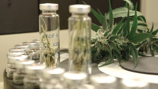 Verdens største cannabis-firma vil lave fabrik i Danmark